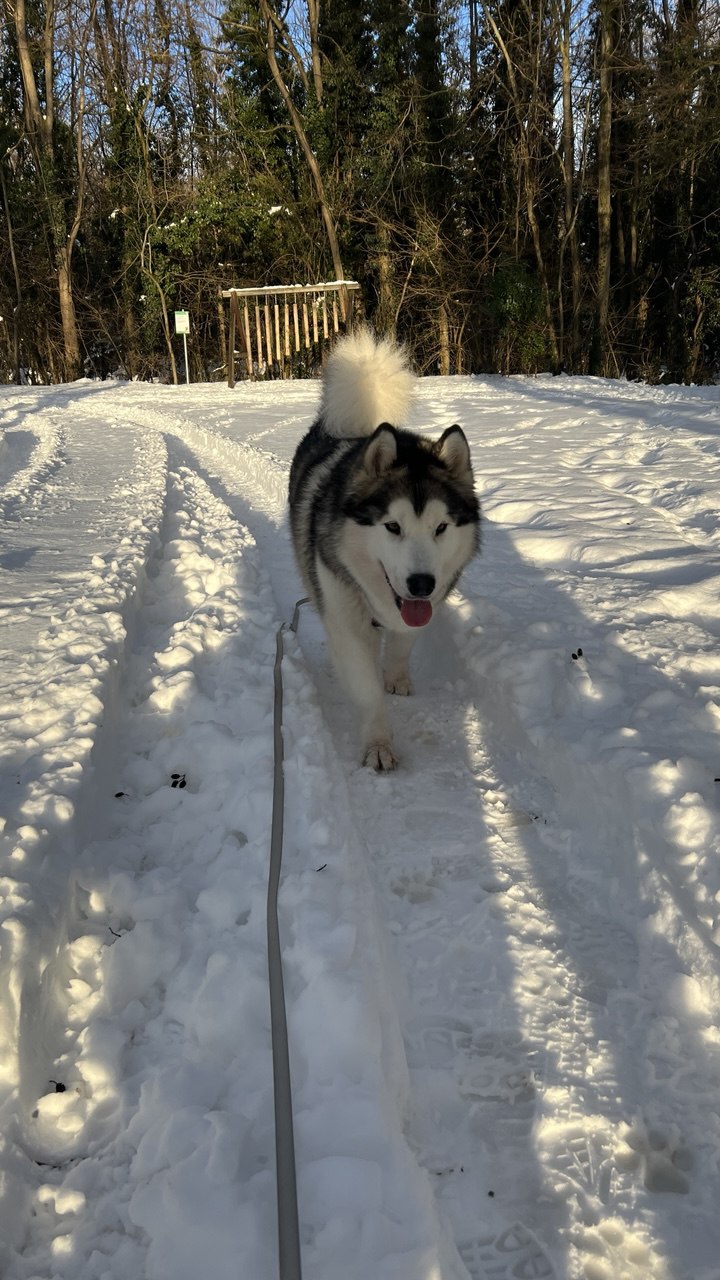 Shanti grinning in the snow