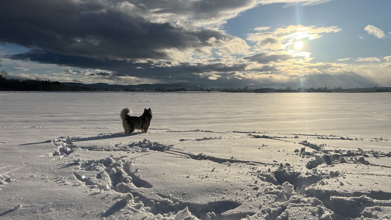 Shanti standing in the snow at sunset