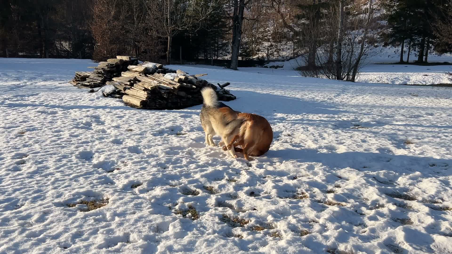 Shanti sniffing in the snow